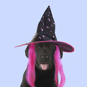 Study Prints: DOG. Black labarador puppy wearing witch hat for Halloween