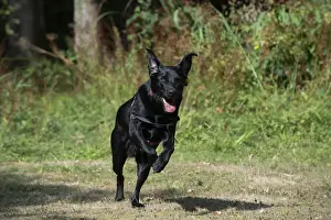 DOG. Black Labarador running towards camera