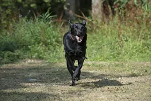 DOG. Black Labarador running towards camera