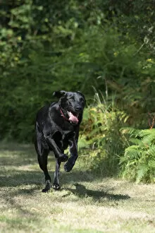 Images Dated 24th September 2020: DOG. Black Labarador running towards camera