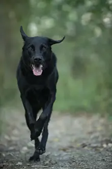 DOG. Black Labarador running towards camera