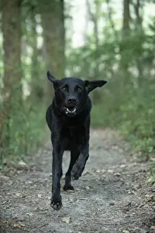 DOG. Black Labarador running towards camera