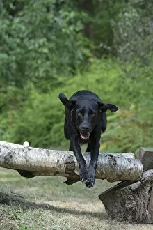 Images Dated 24th September 2020: DOG. Black Labarador running, jumping over log