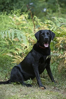 Bracken Gallery: DOG. Black Labarador, sitting, portrait in bracken, autumn