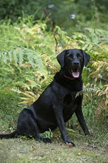 DOG. Black Labarador , sitting , portrait in bracken, autumn DOG. Black Labarador , sitting , portrait in bracken, autumn