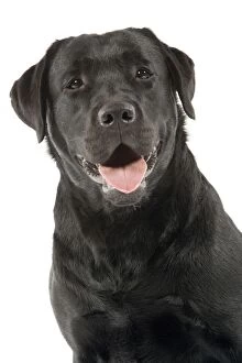 Images Dated 8th April 2006: Dog - Black Labrador