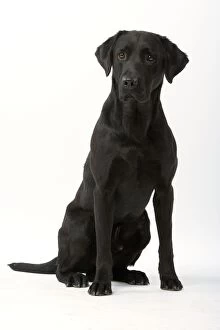 Images Dated 1st June 2006: Dog - Black Labrador