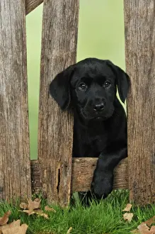 DOG. Black Labrador