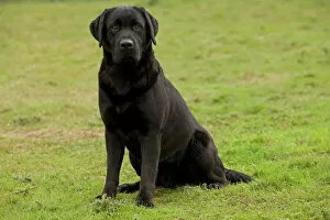 Images Dated 17th October 2009: Dog - Black Labrador