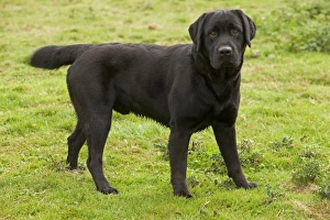 Images Dated 17th October 2009: Dog - Black Labrador