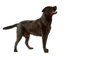 Black Labrador - standing