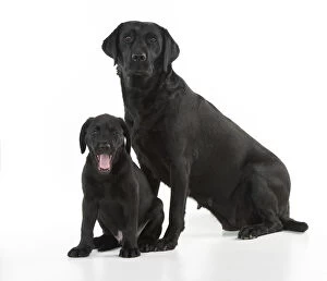 Labrador Gallery: DOG. Black Labrador adult with 9week old puppy