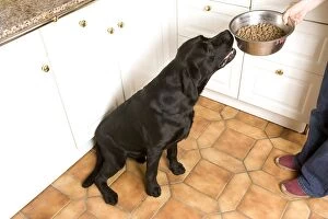 Dog - Black Labrador being fed dried / dry food