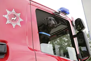 Rescues Prints: Dog - Black Labrador in Fire Engine