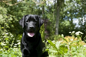 DOG - Black labrador in garden