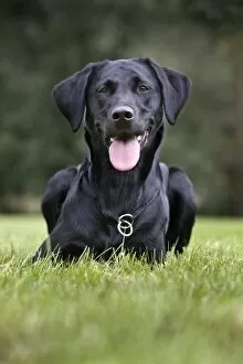 Images Dated 3rd July 2011: Dog - Black Labrador - in garden
