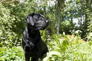 DOG - Black labrador in garden