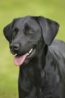Dog - Black Labrador - in garden