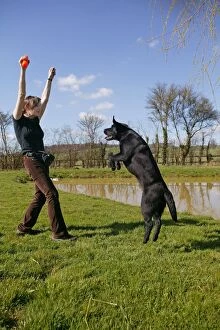 Dog - Black labrador jumping for toy held by owner