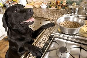 Dog - Black Labrador with paws up on kitchen counter looking at dried / dry food