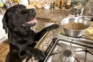In Kitchen Prints: Dog - Black Labrador with paws up on kitchen counter looking at food