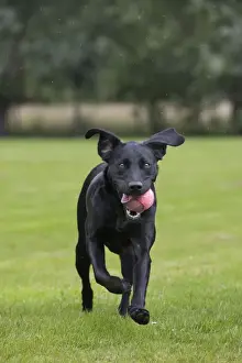 Dog - Black Labrador - playing in garden with ball