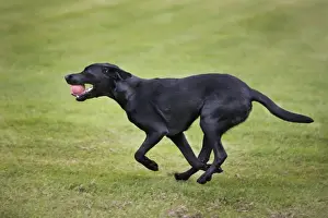 In Mouth Prints: Dog - Black Labrador - playing in garden with ball