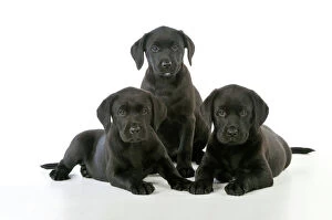 Images Dated 24th August 2009: DOG. Black Labrador puppies (8 weeks old )