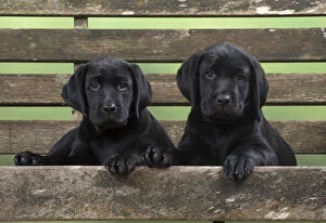 DOG. Black Labrador puppies x2 on garden bench