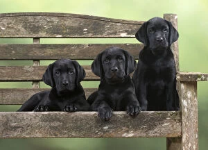 DOG. Black Labrador puppies x3 on a garden bench