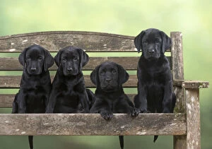 DOG. Black Labrador puppies x4 on a garden bench