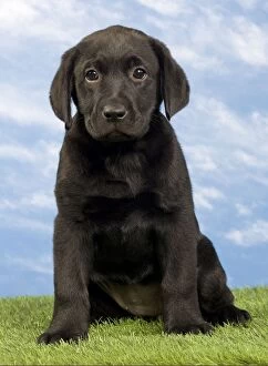 Images Dated 15th May 2012: Dog - Black Labrador - puppy