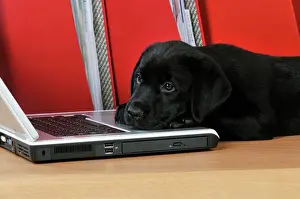 DOG. Black Labrador puppy (8 weeks old ) on a laptop computer
