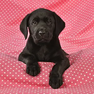 DOG. Black Labrador puppy (8 weeks old ) on red spotted background