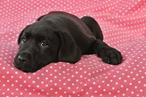 DOG. Black Labrador puppy (8 weeks old ) on red spotted background