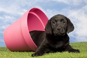 Flowerpots Gallery: Dog - Black Labrador - puppy. in flowerpot