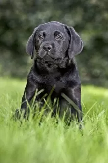 Images Dated 14th September 2011: Dog - Black Labrador - puppy in garden