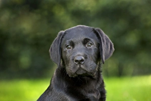 Images Dated 14th September 2011: Dog - Black Labrador - puppy in garden