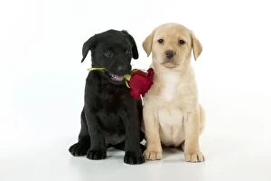 DOG - Black labrador puppy holding rose in its
