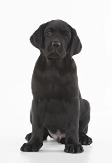 DOG. Black Labrador puppy sitting, studio( 9 weeks
