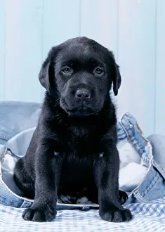 Dog - Black Labrador puppy sitting on blue jeans