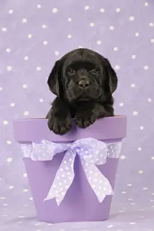 DOG. Black labrador puppy sitting in a plant pot