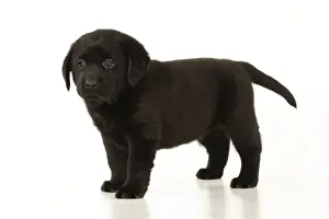 DOG. Black labrador puppy standing