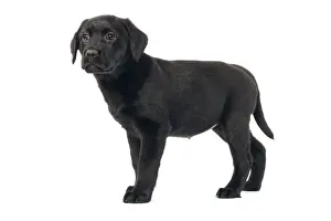Dog - Black labrador puppy - in studio
