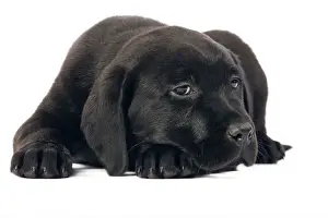 Dog - Black Labrador puppy in studio