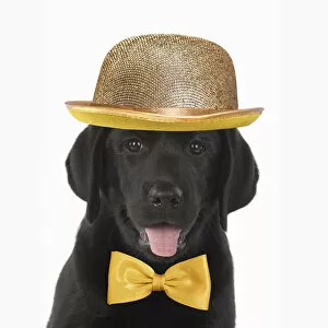 Bowler Gallery: DOG. Black labrador puppy wearing a gold bowler hat and bow tie DOG