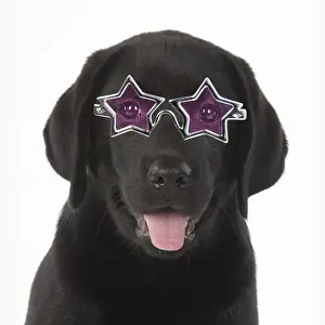 Study Prints: DOG. Black labrador puppy wearing star shaped glasses