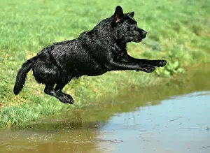Jumping Prints: Dog - Black Labrador Retriever jumping into water