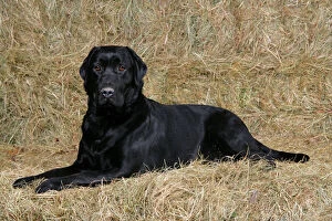 Dog - Black Labrador Retriever lying down on hay stacks