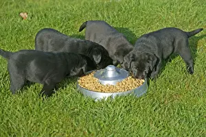 Labrador Retreiver Prints: Dog - Black Labrador Retriever puppies eating